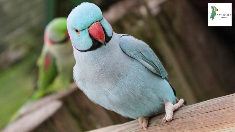 Vẹt đuôi dài Ấn Độ Indian Ringneck Parakeet