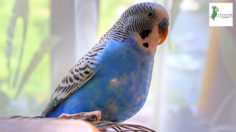 Vẹt Budgerigar