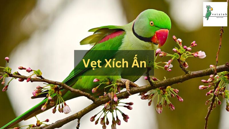 Vẹt Xích Ấn