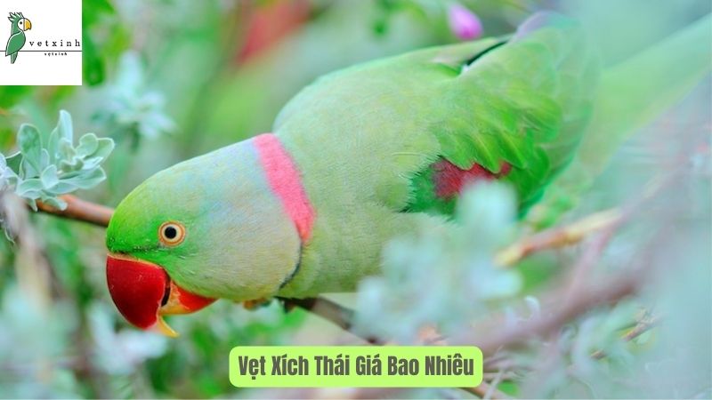 Vẹt Xích Thái Giá Bao Nhiêu