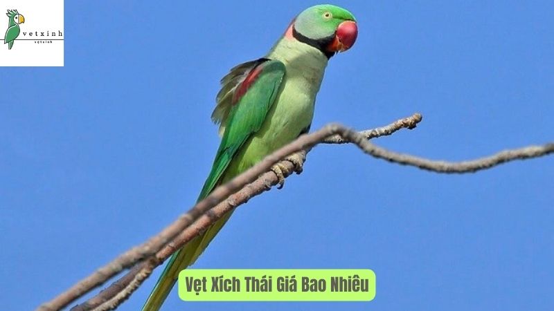 Đôi nét về Vẹt Xích Thái