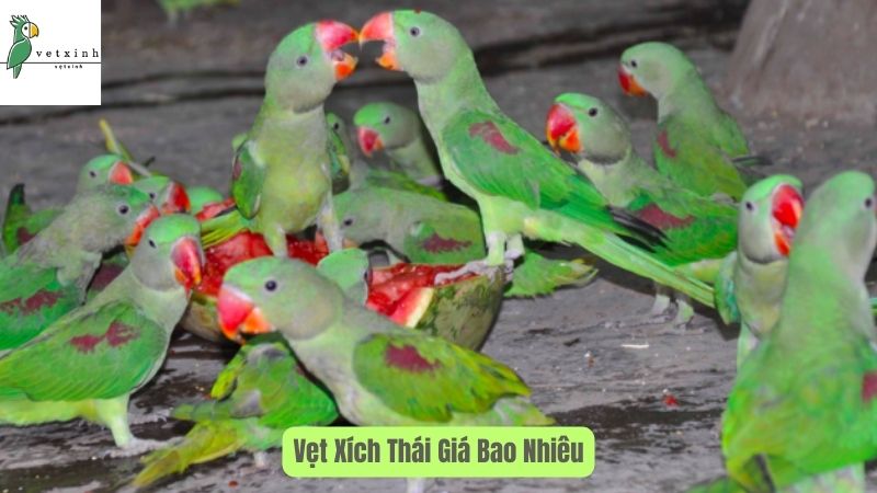 Vẹt Xích Thái giá bao nhiêu tiền?