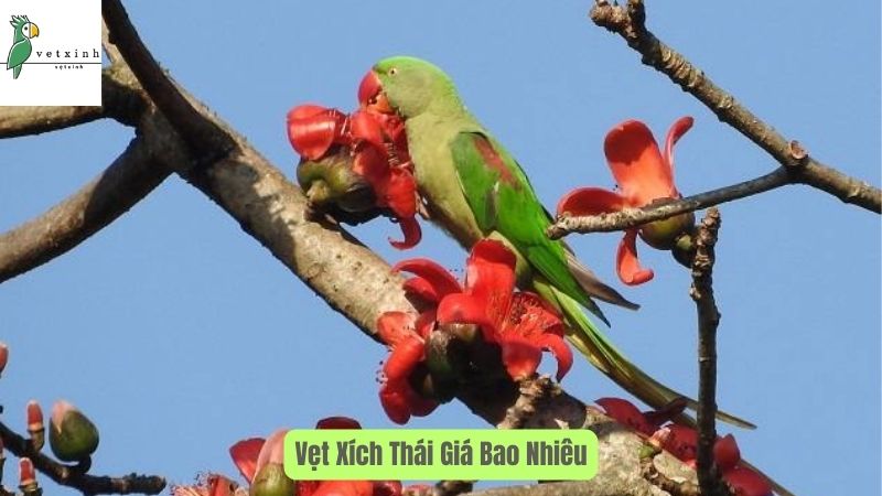 Cách nuôi Vẹt Xích Thái Lan