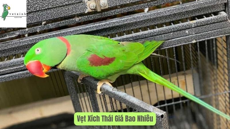 Đôi nét về Vẹt Xích Thái