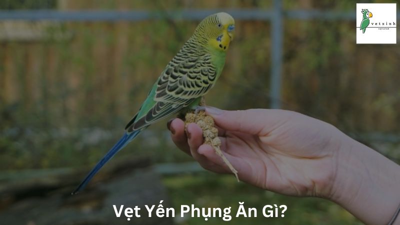 Vẹt Yến Phụng Ăn Gì