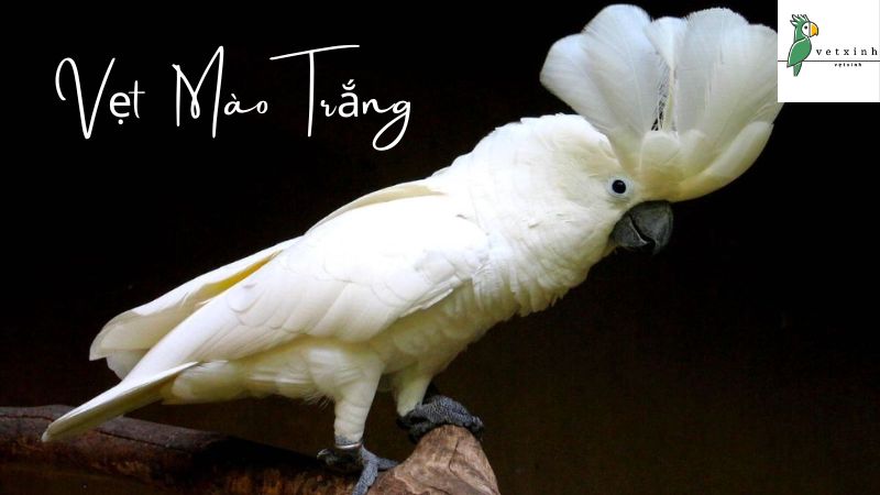 Tìm hiểu về Vẹt Mào Trắng