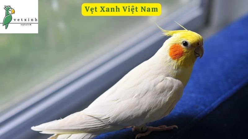 Vẹt Xanh Việt Nam Và Các Loài Vẹt Có Ở Việt Nam Được Ưa Chuộng ...