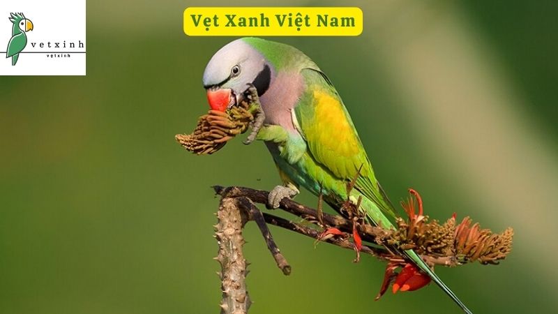 Vẹt Xanh Việt Nam Và Các Loài Vẹt Có Ở Việt Nam Được Ưa Chuộng ...