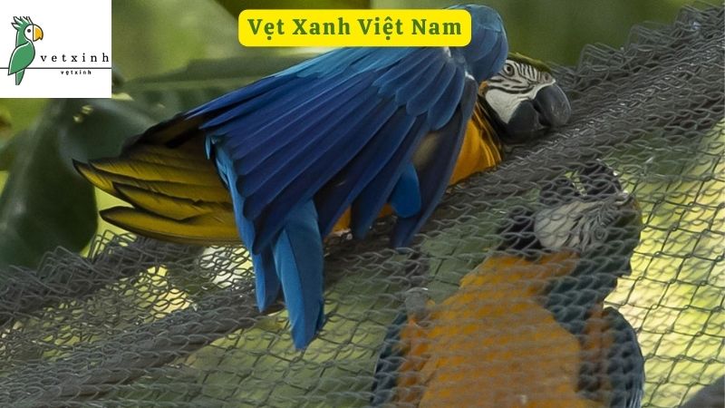 Vẹt Xanh Việt Nam Và Các Loài Vẹt Có Ở Việt Nam Được Ưa Chuộng ...