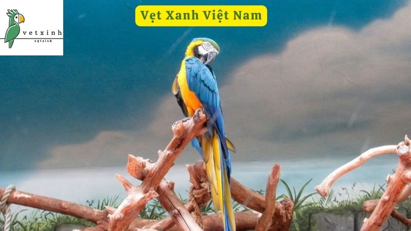 Vẹt Xanh Việt Nam Và Các Loài Vẹt Có Ở Việt Nam Được Ưa Chuộng ...