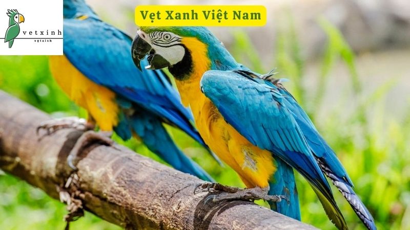 Khám phá kỹ thuật nuôi Vẹt Xanh Việt Nam