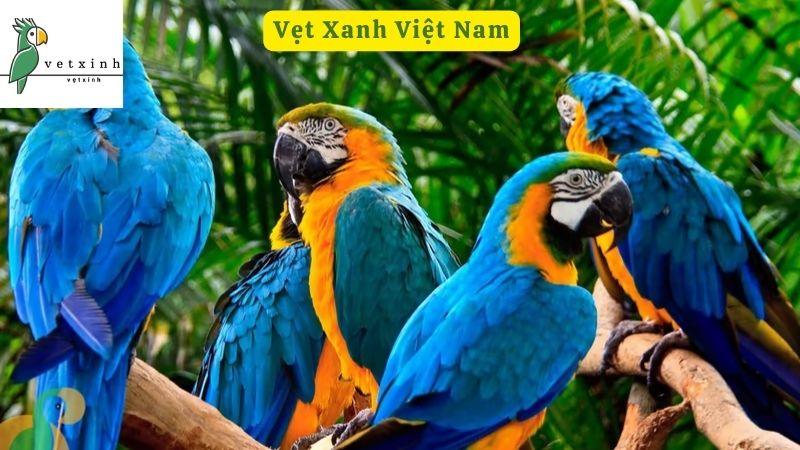 Điểm danh các loài Vẹt có ở Việt Nam được ưa chuộng