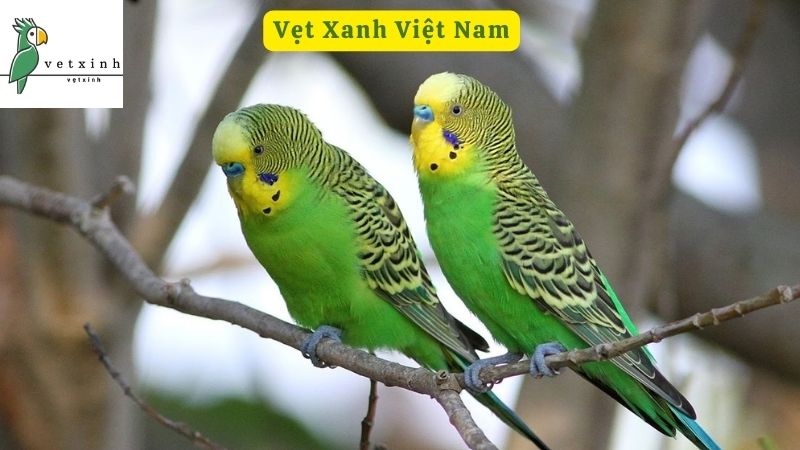 Điểm danh các loài Vẹt có ở Việt Nam được ưa chuộng