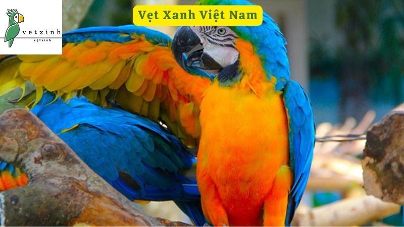 Khám phá kỹ thuật nuôi Vẹt Xanh Việt Nam