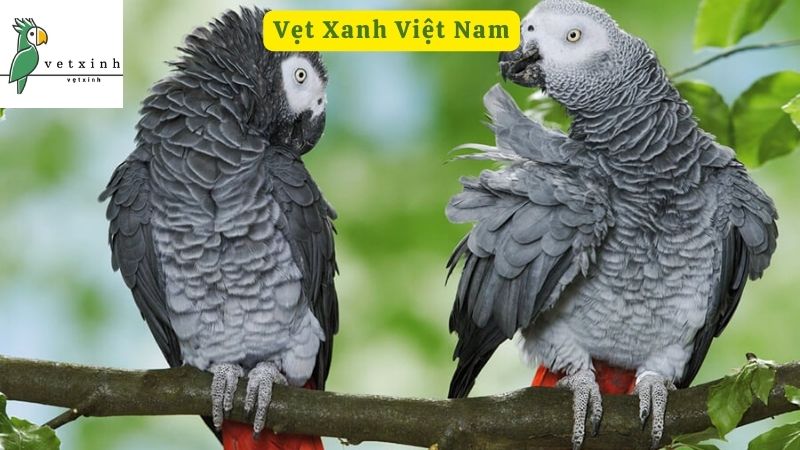 Điểm danh các loài Vẹt có ở Việt Nam được ưa chuộng