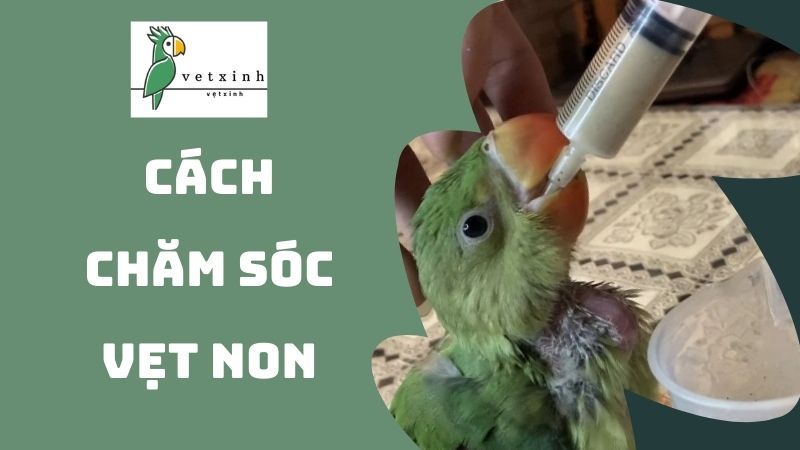 Cách chăm sóc vẹt non với chế độ ăn uống thích hợp