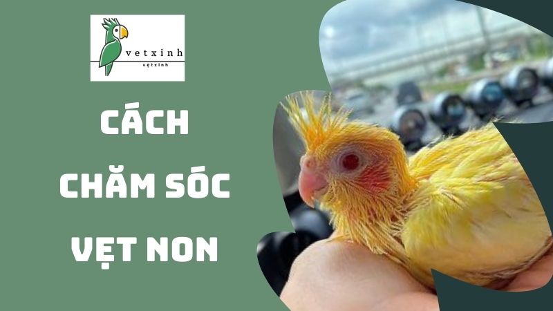 Cách chăm sóc vẹt non với nhiệt độ thích hợp