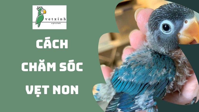 Cách chăm sóc vẹt non với môi trường sống sạch sẽ