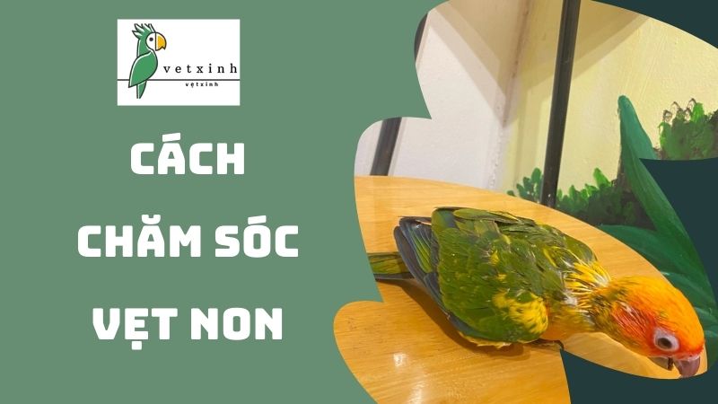 Cách chăm sóc vẹt non