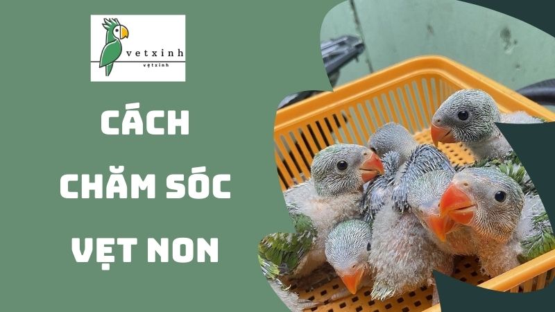 Cách chăm sóc vẹt non với chế độ ngủ điều đặn