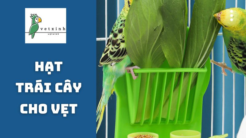 Ăn các loại rau cải và hạt trái cây cho vẹt